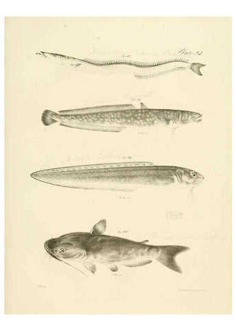 Reproducción/Reproduction 6384866559: Natural history of New York Div. 1 pts. III-IV Plates Albany,D. Appleton & co. and Wiley & Putnam;1842-94