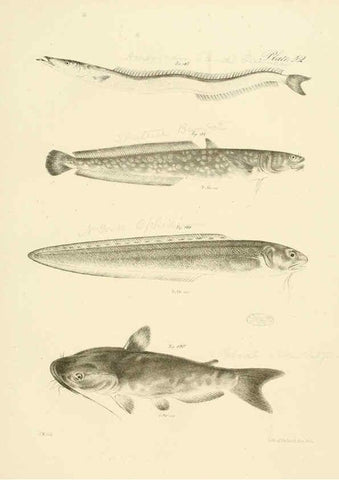 Reproducción/Reproduction 6384866559: Natural history of New York Div. 1 pts. III-IV Plates Albany,D. Appleton & co. and Wiley & Putnam;1842-94