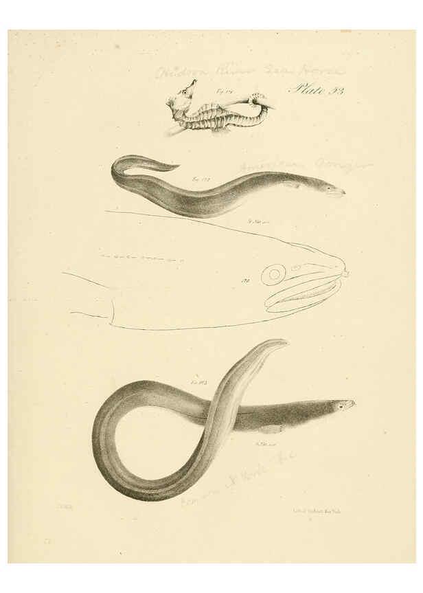 Reproducción/Reproduction 6384866941: Natural history of New York Div. 1 pts. III-IV Plates Albany,D. Appleton & co. and Wiley & Putnam;1842-94