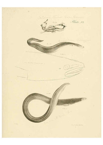 Reproducción/Reproduction 6384866941: Natural history of New York Div. 1 pts. III-IV Plates Albany,D. Appleton & co. and Wiley & Putnam;1842-94