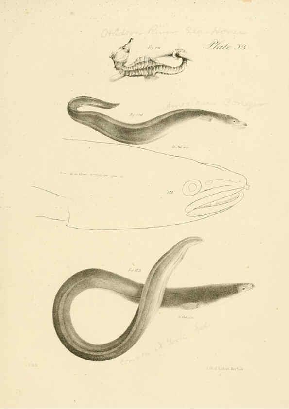 Reproducción/Reproduction 6384866941: Natural history of New York Div. 1 pts. III-IV Plates Albany,D. Appleton & co. and Wiley & Putnam;1842-94