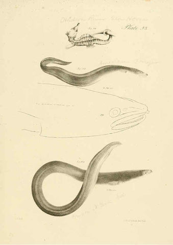 Reproducción/Reproduction 6384866941: Natural history of New York Div. 1 pts. III-IV Plates Albany,D. Appleton & co. and Wiley & Putnam;1842-94