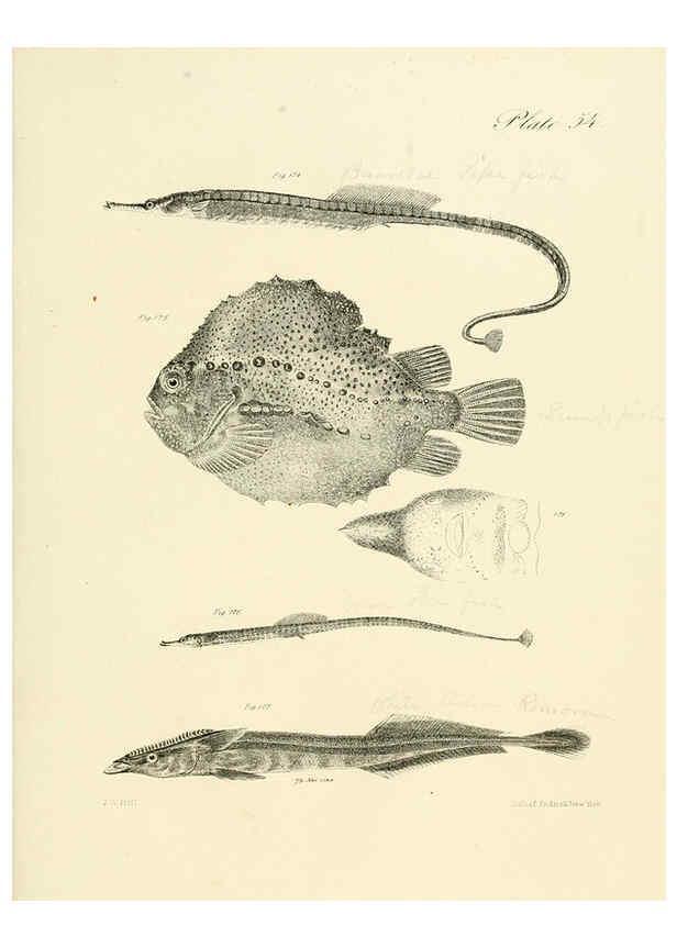 Reproducción/Reproduction 6384867287: Natural history of New York Div. 1 pts. III-IV Plates Albany,D. Appleton & co. and Wiley & Putnam;1842-94