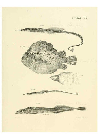 Reproducción/Reproduction 6384867287: Natural history of New York Div. 1 pts. III-IV Plates Albany,D. Appleton & co. and Wiley & Putnam;1842-94