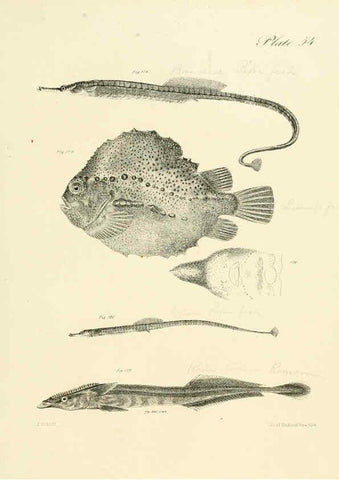 Reproducción/Reproduction 6384867287: Natural history of New York Div. 1 pts. III-IV Plates Albany,D. Appleton & co. and Wiley & Putnam;1842-94