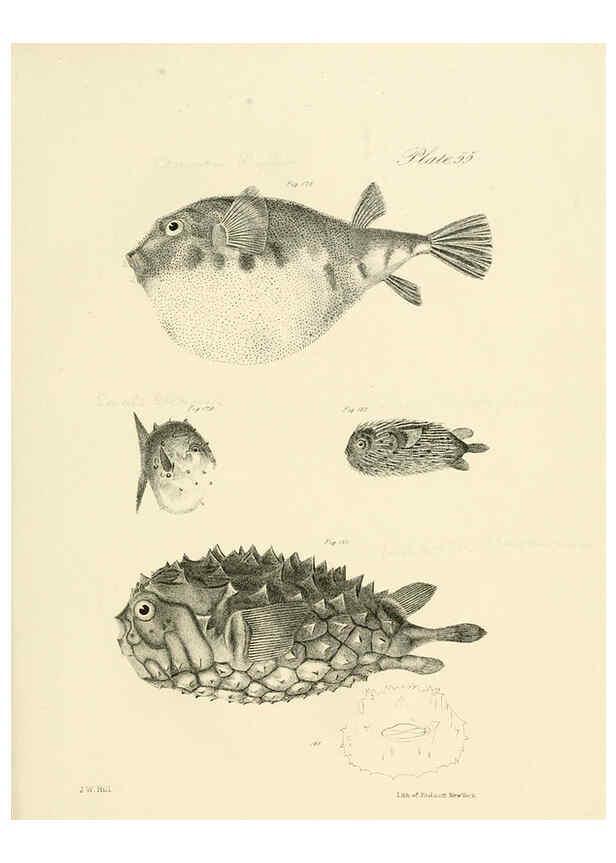 Reproducción/Reproduction 6384867843: Natural history of New York Div. 1 pts. III-IV Plates Albany,D. Appleton & co. and Wiley & Putnam;1842-94