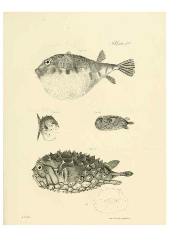 Reproducción/Reproduction 6384867843: Natural history of New York Div. 1 pts. III-IV Plates Albany,D. Appleton & co. and Wiley & Putnam;1842-94