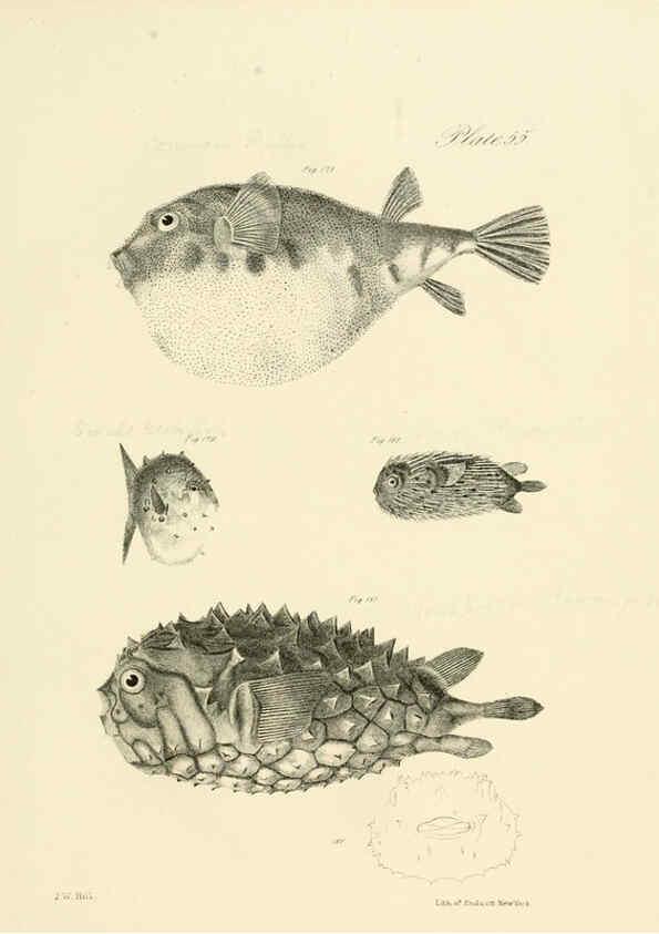 Reproducción/Reproduction 6384867843: Natural history of New York Div. 1 pts. III-IV Plates Albany,D. Appleton & co. and Wiley & Putnam;1842-94