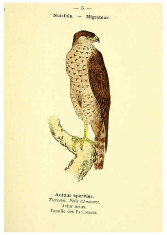 Reproducción/Reproduction 6388877155: Atlas de poche des oiseaux de France, Suisse, et Belgique, utiles ou nuisibles. ser.1 Paris :Librairie des sciences naturelles P. Klincksieck,1898- 