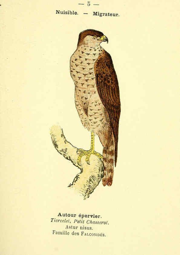 Reproducción/Reproduction 6388877155: Atlas de poche des oiseaux de France, Suisse, et Belgique, utiles ou nuisibles. ser.1 Paris :Librairie des sciences naturelles P. Klincksieck,1898- 