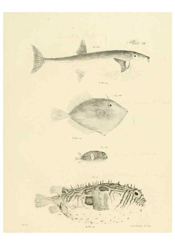 Reproducción/Reproduction 6384868149: Natural history of New York Div. 1 pts. III-IV Plates Albany,D. Appleton & co. and Wiley & Putnam;1842-94