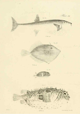 Reproducción/Reproduction 6384868149: Natural history of New York Div. 1 pts. III-IV Plates Albany,D. Appleton & co. and Wiley & Putnam;1842-94