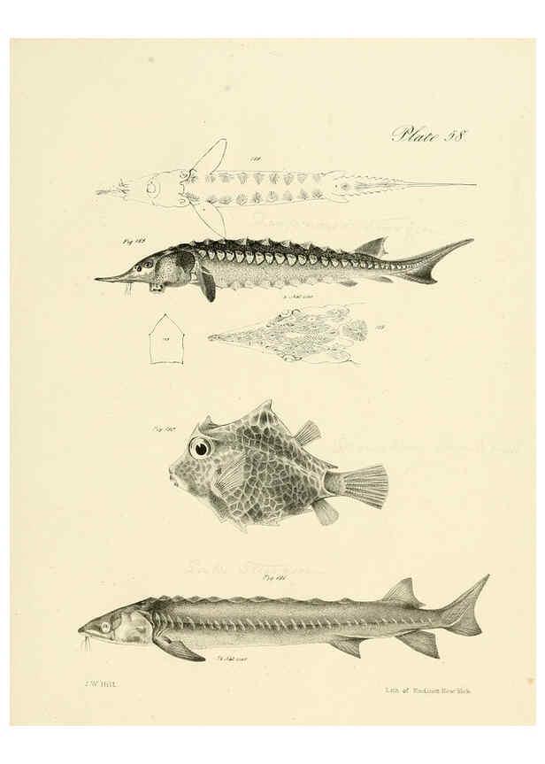 Reproducción/Reproduction 6384869069: Natural history of New York Div. 1 pts. III-IV Plates Albany,D. Appleton & co. and Wiley & Putnam;1842-94