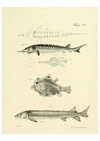 Reproducción/Reproduction 6384869069: Natural history of New York Div. 1 pts. III-IV Plates Albany,D. Appleton & co. and Wiley & Putnam;1842-94