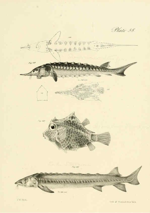 Reproducción/Reproduction 6384869069: Natural history of New York Div. 1 pts. III-IV Plates Albany,D. Appleton & co. and Wiley & Putnam;1842-94