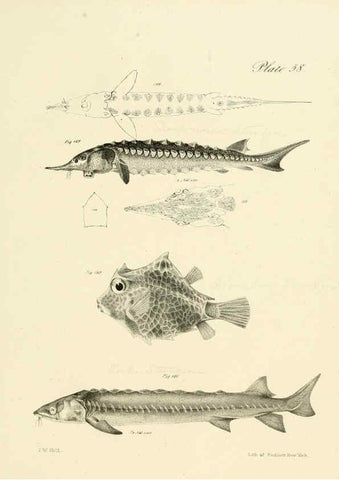Reproducción/Reproduction 6384869069: Natural history of New York Div. 1 pts. III-IV Plates Albany,D. Appleton & co. and Wiley & Putnam;1842-94
