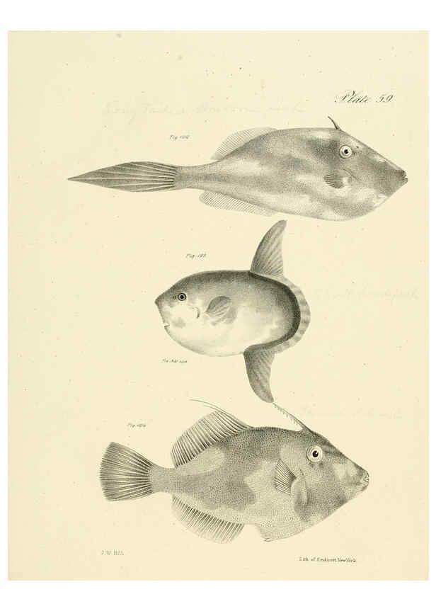 Reproducción/Reproduction 6384869613: Natural history of New York Div. 1 pts. III-IV Plates Albany,D. Appleton & co. and Wiley & Putnam;1842-94