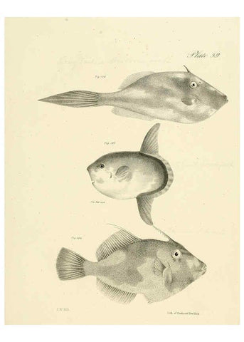 Reproducción/Reproduction 6384869613: Natural history of New York Div. 1 pts. III-IV Plates Albany,D. Appleton & co. and Wiley & Putnam;1842-94