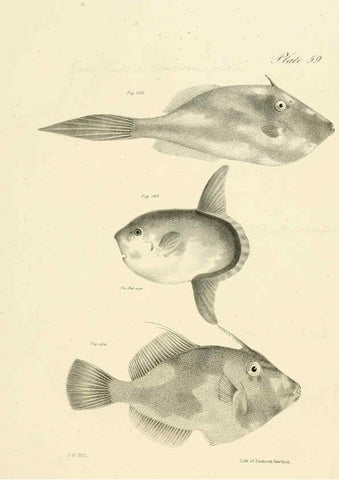 Reproducción/Reproduction 6384869613: Natural history of New York Div. 1 pts. III-IV Plates Albany,D. Appleton & co. and Wiley & Putnam;1842-94