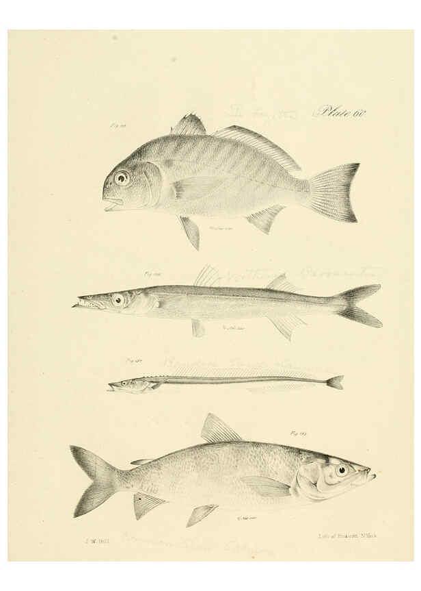 Reproducción/Reproduction 6384870007: Natural history of New York Div. 1 pts. III-IV Plates Albany,D. Appleton & co. and Wiley & Putnam;1842-94