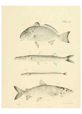 Reproducción/Reproduction 6384870007: Natural history of New York Div. 1 pts. III-IV Plates Albany,D. Appleton & co. and Wiley & Putnam;1842-94