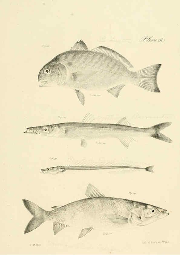 Reproducción/Reproduction 6384870007: Natural history of New York Div. 1 pts. III-IV Plates Albany,D. Appleton & co. and Wiley & Putnam;1842-94