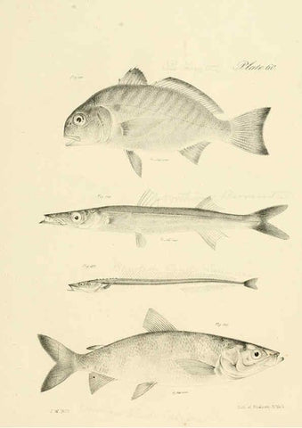 Reproducción/Reproduction 6384870007: Natural history of New York Div. 1 pts. III-IV Plates Albany,D. Appleton & co. and Wiley & Putnam;1842-94
