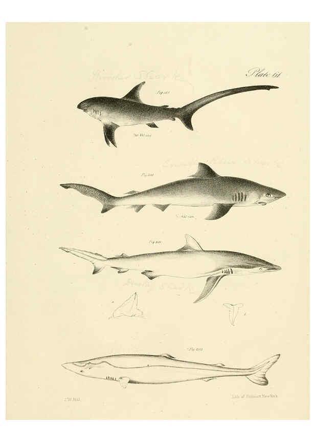 Reproducción/Reproduction 6384870335: Natural history of New York Div. 1 pts. III-IV Plates Albany,D. Appleton & co. and Wiley & Putnam;1842-94