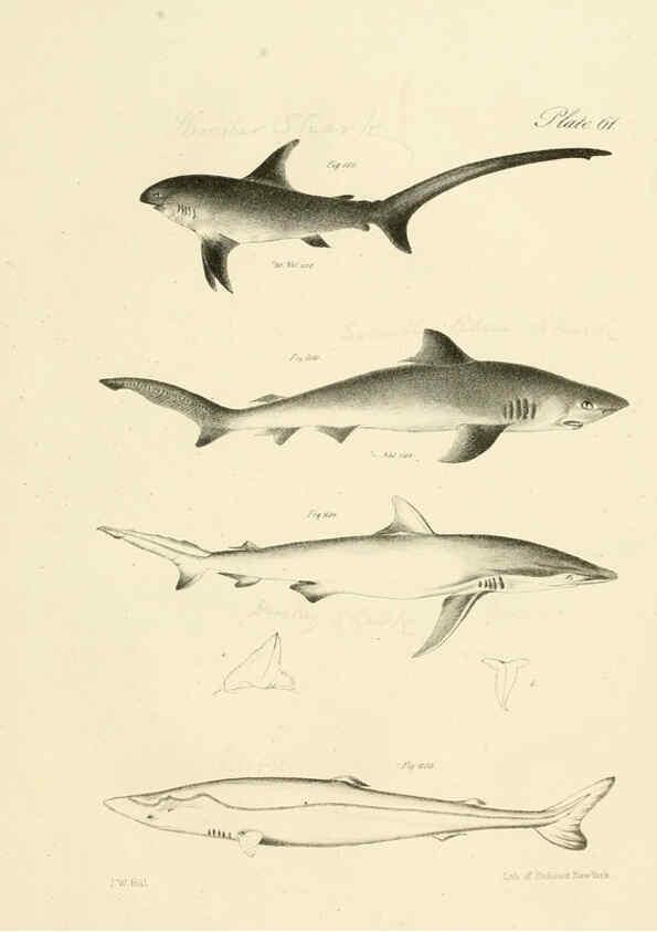 Reproducción/Reproduction 6384870335: Natural history of New York Div. 1 pts. III-IV Plates Albany,D. Appleton & co. and Wiley & Putnam;1842-94