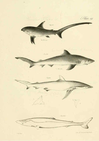 Reproducción/Reproduction 6384870335: Natural history of New York Div. 1 pts. III-IV Plates Albany,D. Appleton & co. and Wiley & Putnam;1842-94