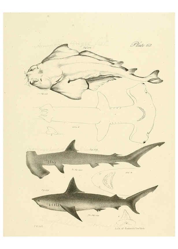 Reproducción/Reproduction 6384870659: Natural history of New York Div. 1 pts. III-IV Plates Albany,D. Appleton & co. and Wiley & Putnam;1842-94