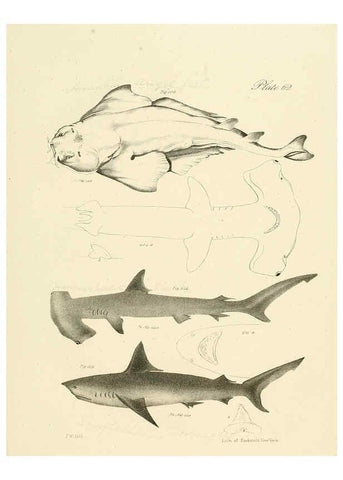 Reproducción/Reproduction 6384870659: Natural history of New York Div. 1 pts. III-IV Plates Albany,D. Appleton & co. and Wiley & Putnam;1842-94