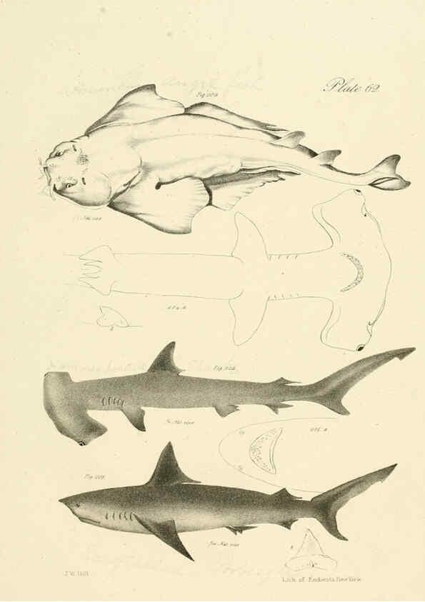 Reproducción/Reproduction 6384870659: Natural history of New York Div. 1 pts. III-IV Plates Albany,D. Appleton & co. and Wiley & Putnam;1842-94