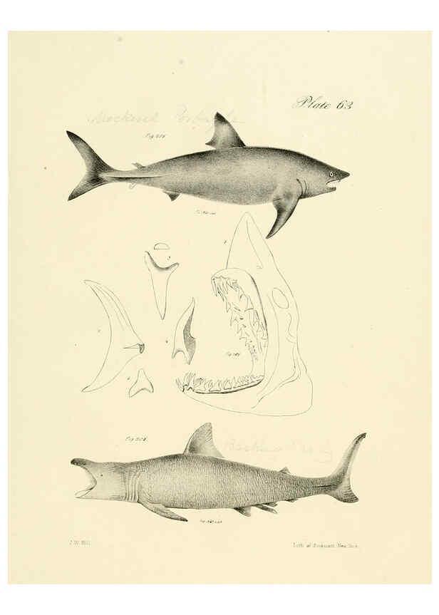 Reproducción/Reproduction 6384871057: Natural history of New York Div. 1 pts. III-IV Plates Albany,D. Appleton & co. and Wiley & Putnam;1842-94