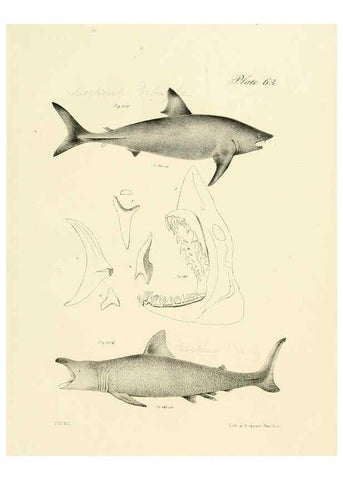 Reproducción/Reproduction 6384871057: Natural history of New York Div. 1 pts. III-IV Plates Albany,D. Appleton & co. and Wiley & Putnam;1842-94