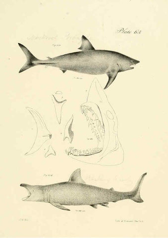 Reproducción/Reproduction 6384871057: Natural history of New York Div. 1 pts. III-IV Plates Albany,D. Appleton & co. and Wiley & Putnam;1842-94