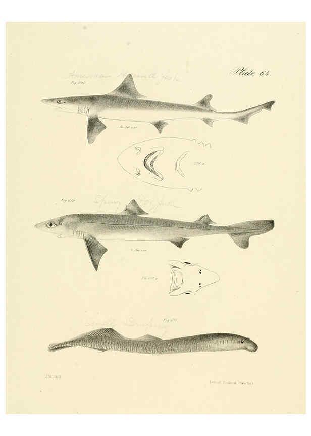 Reproducción/Reproduction 6384871401: Natural history of New York Div. 1 pts. III-IV Plates Albany,D. Appleton & co. and Wiley & Putnam;1842-94