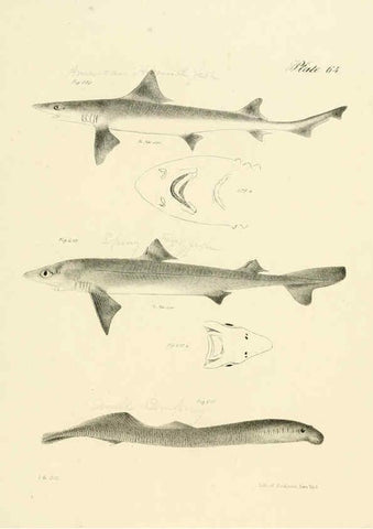 Reproducción/Reproduction 6384871401: Natural history of New York Div. 1 pts. III-IV Plates Albany,D. Appleton & co. and Wiley & Putnam;1842-94