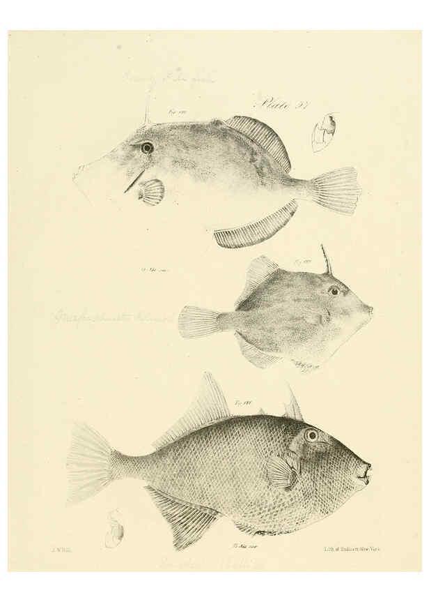 Reproducción/Reproduction 6384868679: Natural history of New York Div. 1 pts. III-IV Plates Albany,D. Appleton & co. and Wiley & Putnam;1842-94