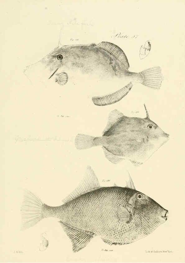 Reproducción/Reproduction 6384868679: Natural history of New York Div. 1 pts. III-IV Plates Albany,D. Appleton & co. and Wiley & Putnam;1842-94
