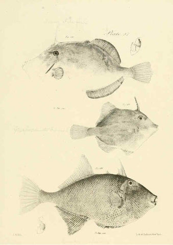 Reproducción/Reproduction 6384868679: Natural history of New York Div. 1 pts. III-IV Plates Albany,D. Appleton & co. and Wiley & Putnam;1842-94