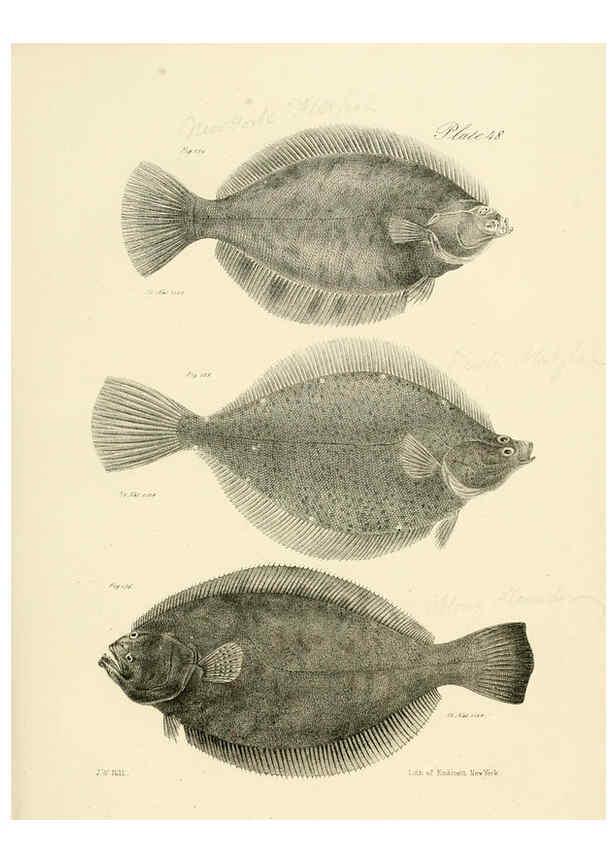 Reproducción/Reproduction 6384865089: Natural history of New York Div. 1 pts. III-IV Plates Albany,D. Appleton & co. and Wiley & Putnam;1842-94