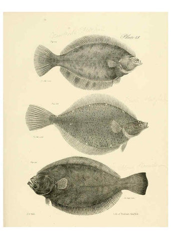 Reproducción/Reproduction 6384865089: Natural history of New York Div. 1 pts. III-IV Plates Albany,D. Appleton & co. and Wiley & Putnam;1842-94