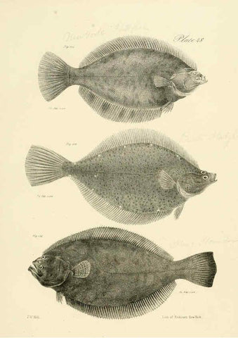Reproducción/Reproduction 6384865089: Natural history of New York Div. 1 pts. III-IV Plates Albany,D. Appleton & co. and Wiley & Putnam;1842-94