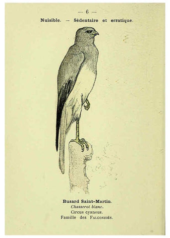 Reproducción/Reproduction 6388877413: Atlas de poche des oiseaux de France, Suisse, et Belgique, utiles ou nuisibles. ser.1 Paris :Librairie des sciences naturelles P. Klincksieck,1898- 