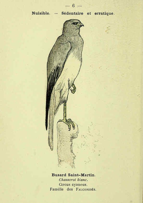 Reproducción/Reproduction 6388877413: Atlas de poche des oiseaux de France, Suisse, et Belgique, utiles ou nuisibles. ser.1 Paris :Librairie des sciences naturelles P. Klincksieck,1898- 