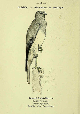 Reproducción/Reproduction 6388877413: Atlas de poche des oiseaux de France, Suisse, et Belgique, utiles ou nuisibles. ser.1 Paris :Librairie des sciences naturelles P. Klincksieck,1898- 