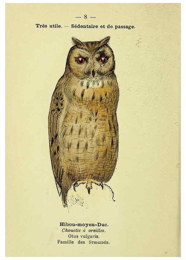 Reproducción/Reproduction 6388878001: Atlas de poche des oiseaux de France, Suisse, et Belgique, utiles ou nuisibles. ser.1 Paris :Librairie des sciences naturelles P. Klincksieck,1898- 