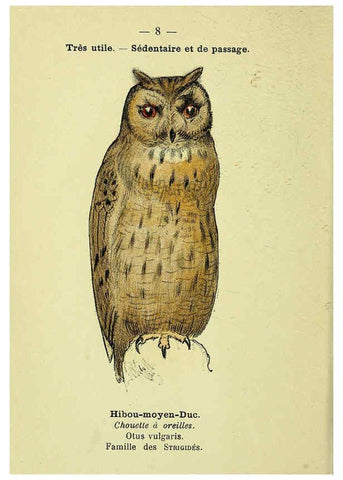 Reproducción/Reproduction 6388878001: Atlas de poche des oiseaux de France, Suisse, et Belgique, utiles ou nuisibles. ser.1 Paris :Librairie des sciences naturelles P. Klincksieck,1898- 