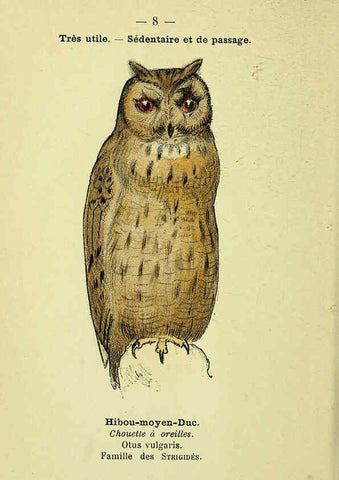 Reproducción/Reproduction 6388878001: Atlas de poche des oiseaux de France, Suisse, et Belgique, utiles ou nuisibles. ser.1 Paris :Librairie des sciences naturelles P. Klincksieck,1898- 